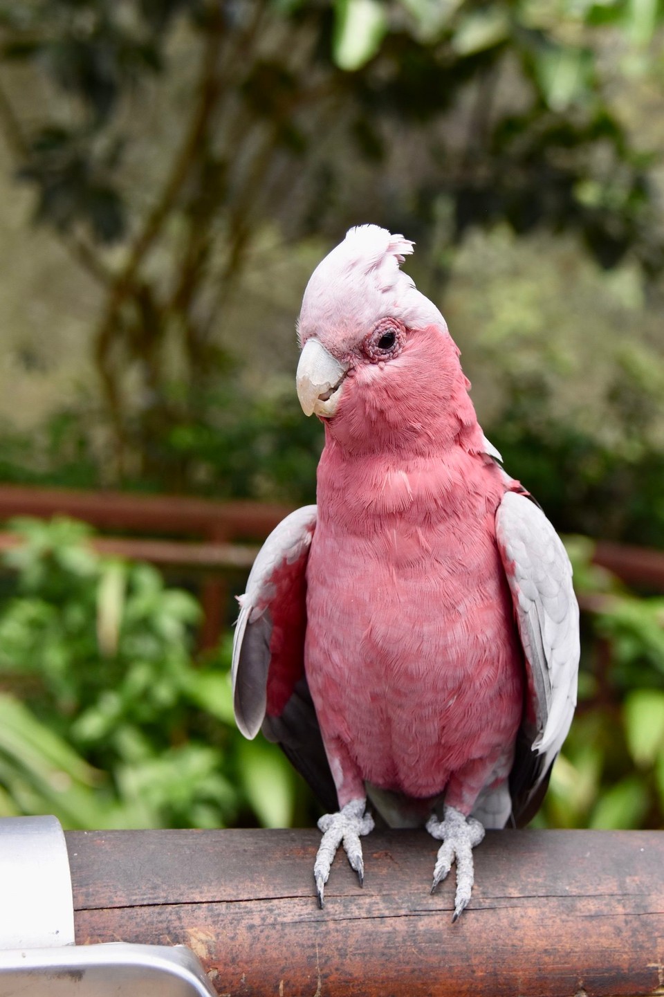 Australien - Kuranda - Noch mal Pose für ein Foto 