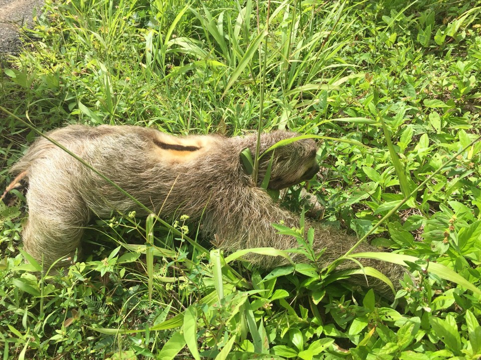 Costa Rica - Osa - 