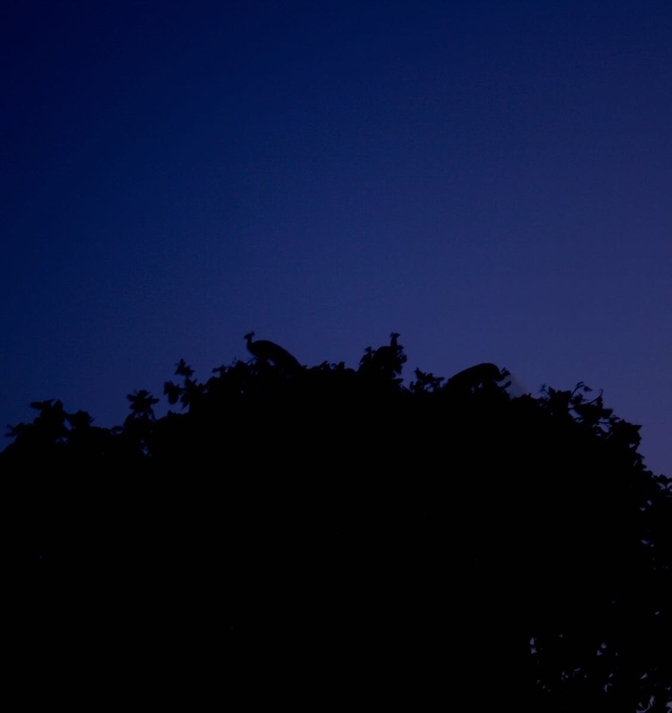 Lakshman Sagar -  - peacocks