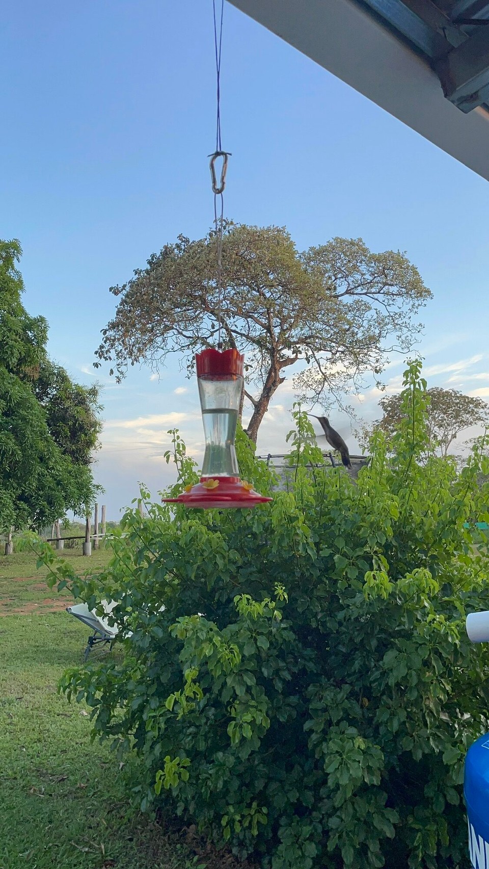 Panama -  - Nach 7 Wochen endlich mal ein Foto von einem Kolibri hinbekommen.