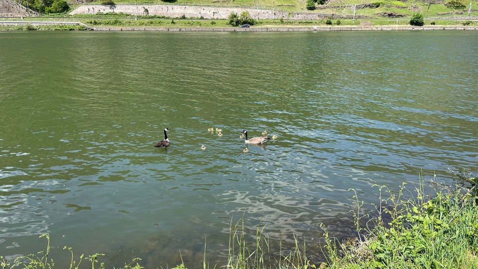 Deutschland - Cochem - 