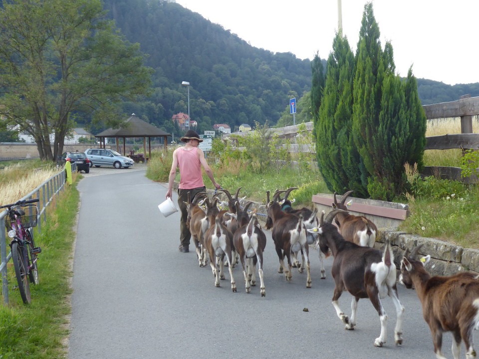 Deutschland - Bad Schandau - Auch die sächsischen Ziegen treibt es heim.