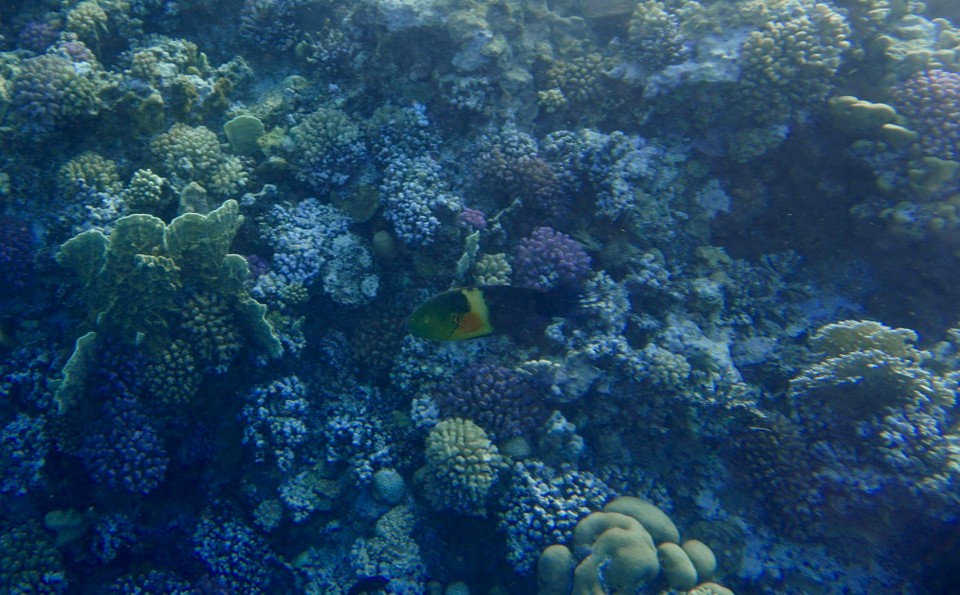 Ägypten -  - Die Papageienfische sind auch sehr schön, aber leider sehr scheu.