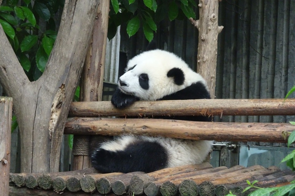 China - Chengdu - 