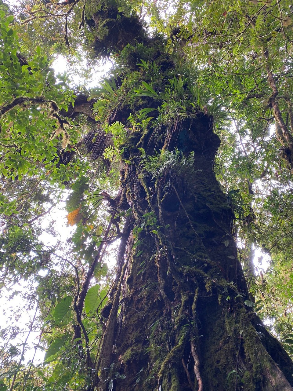 Panama - Boquete - 
