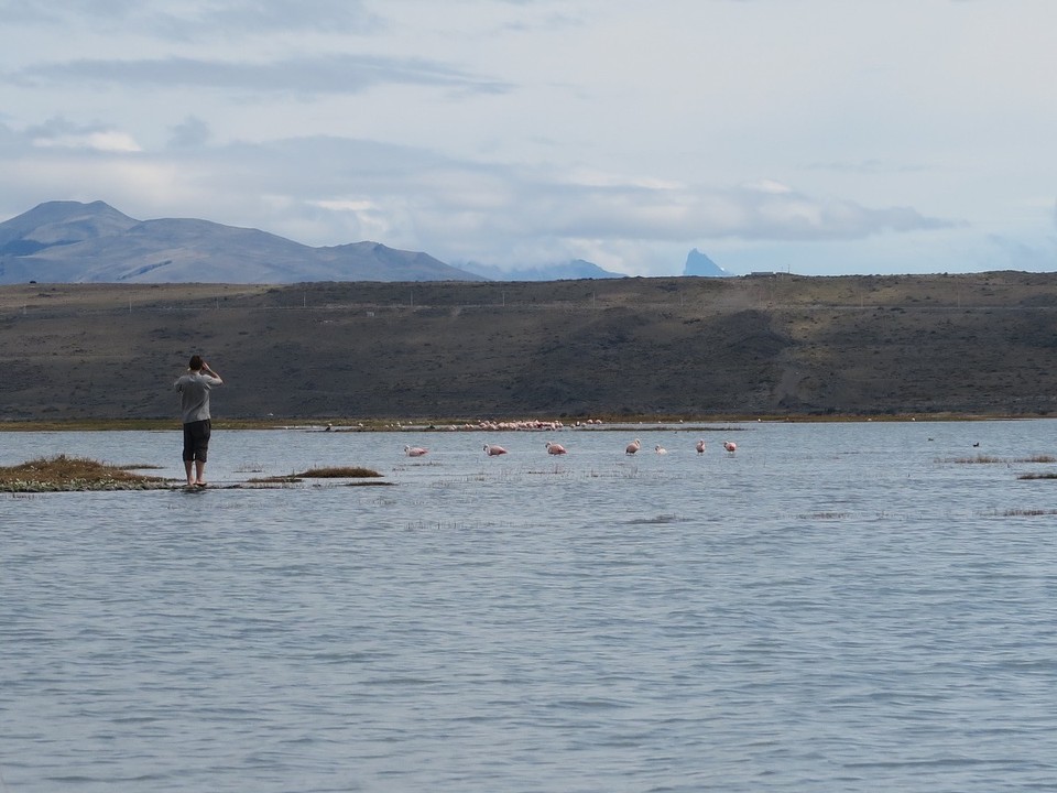 Argentina - El Calafate - Flamants roses