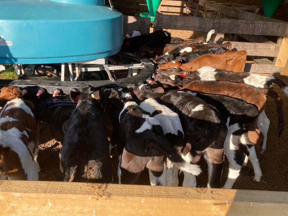 Neuseeland - Harihari - Kälbchenfütterung - und das ist nur ein Teil der Tiere 😅