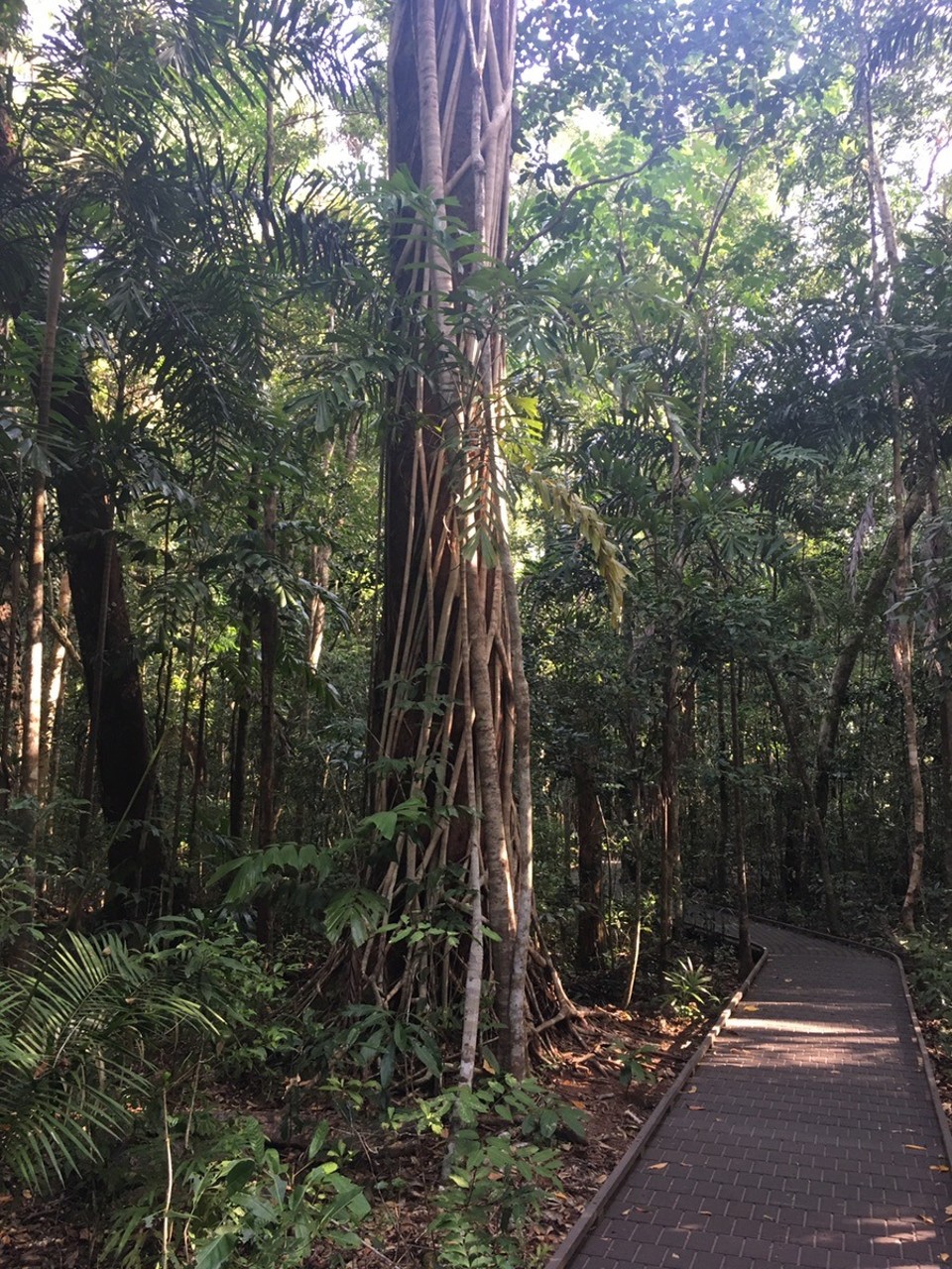 Ausztrália - Cape Tribulation - 