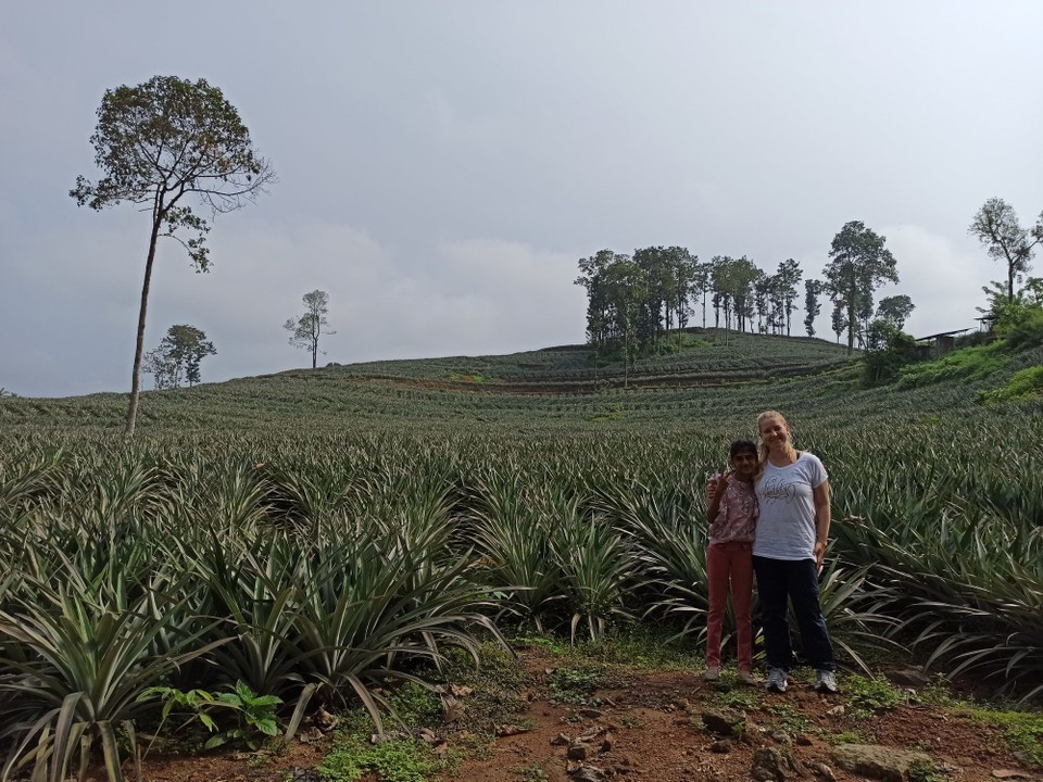 Indien - Suryanelli - Ananasfeld! Laut dem was ich verstanden habe bilden die Pflanzen nur eine Blüte aus der dann die Ananasfrucht wird. Ich darf aber gerne korrigiert werden 😜