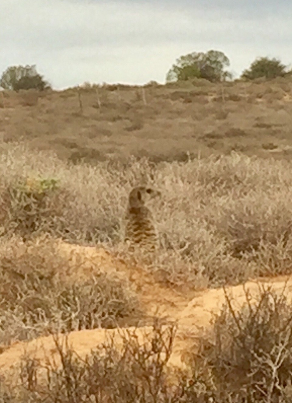 Südafrika - Oudtshoorn - 