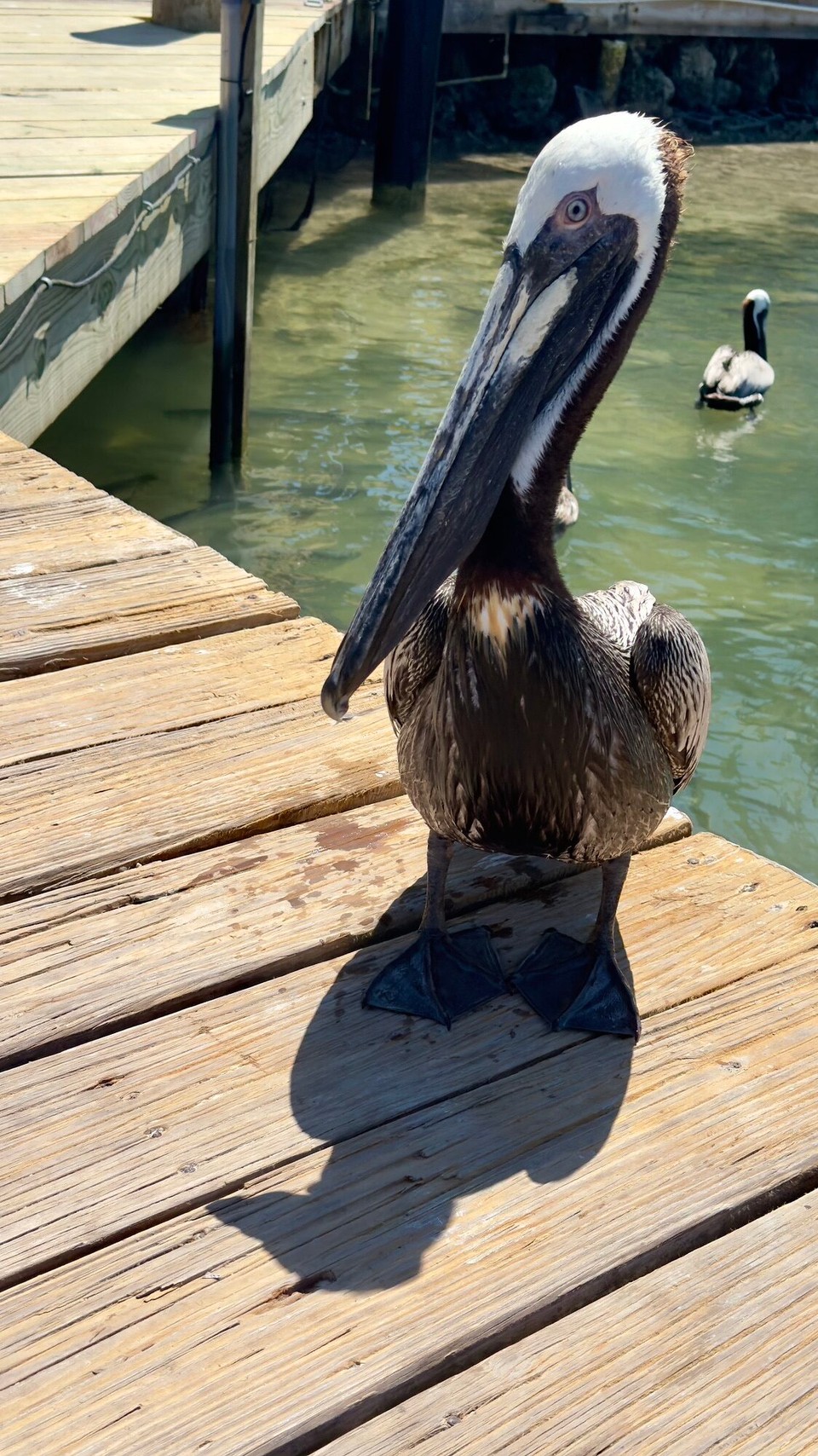 Vereinigte Staaten - Marathon - 