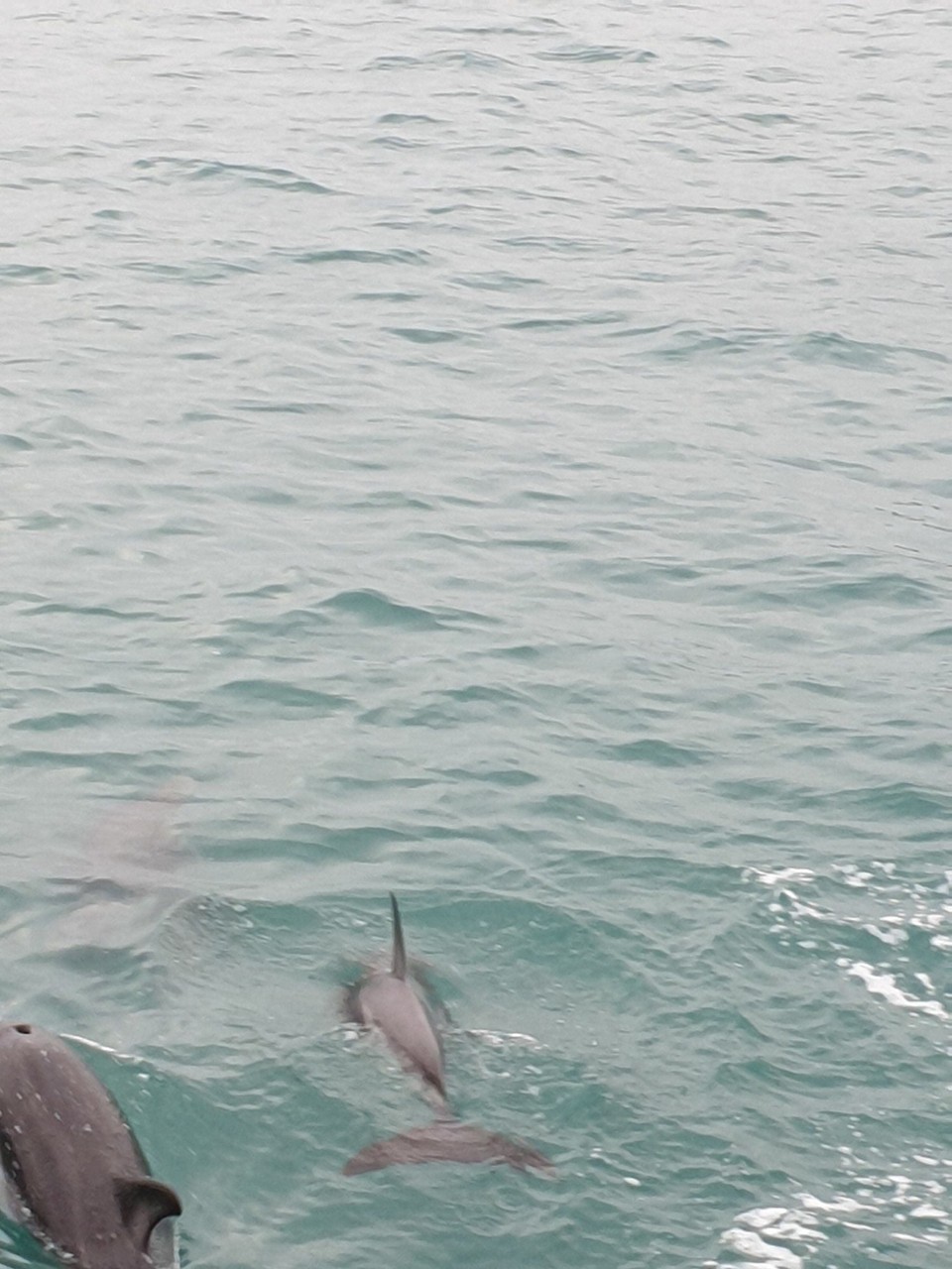 Neuseeland - Kaikoura - 