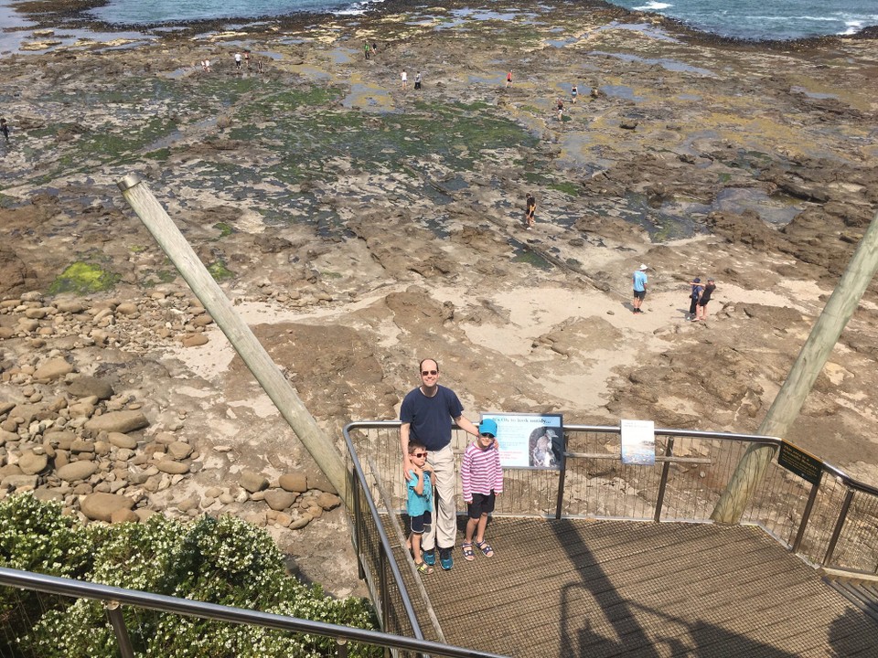 Neuseeland - Curio Bay - Was aussieht wie Steine sind in Wirklichkeit versteinerte Bäume.
