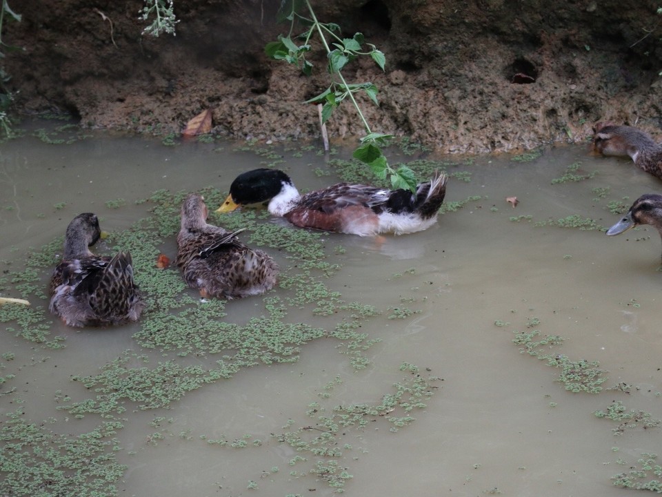 Vietnam - H. Mai Châu - 