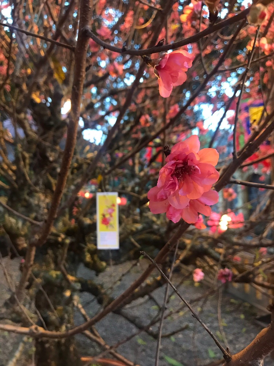 Vietnam - Hanoi - Blüten sind ein wichtiger Bestandteil des Tet Festes. 