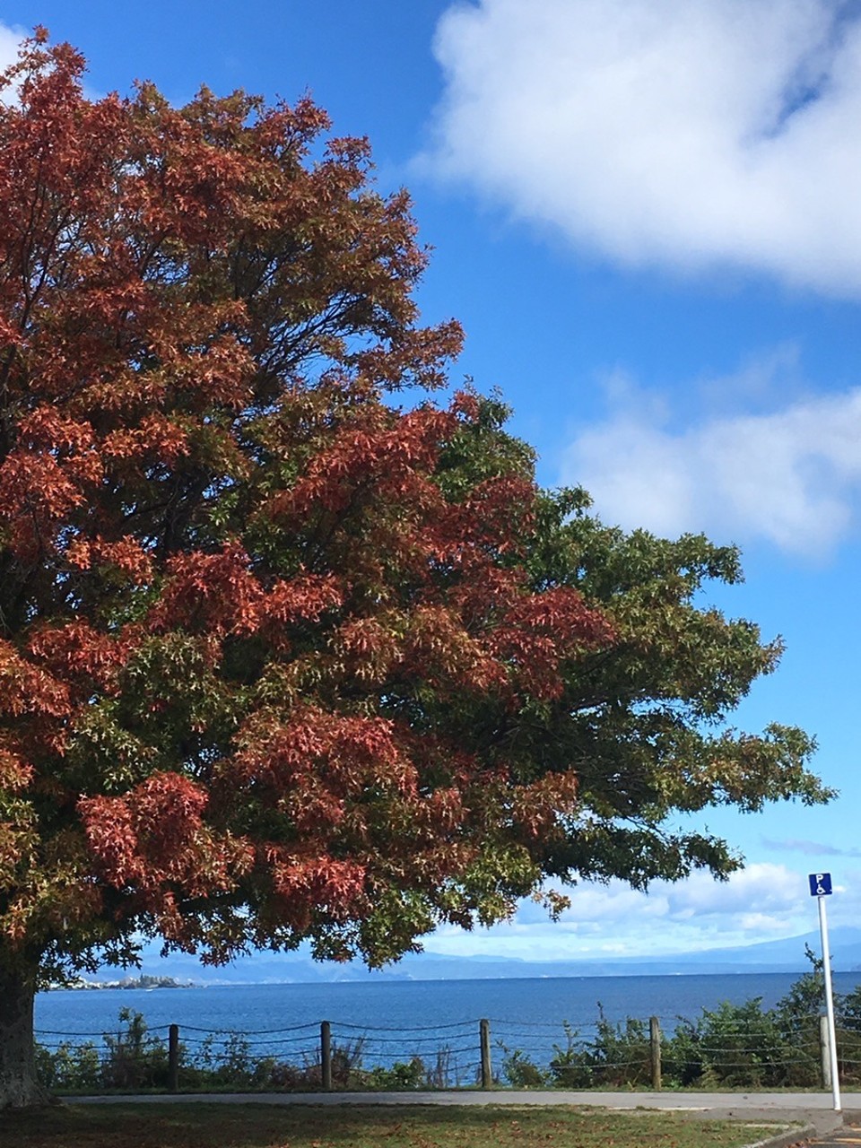 Neuseeland - Taupo - Herbst