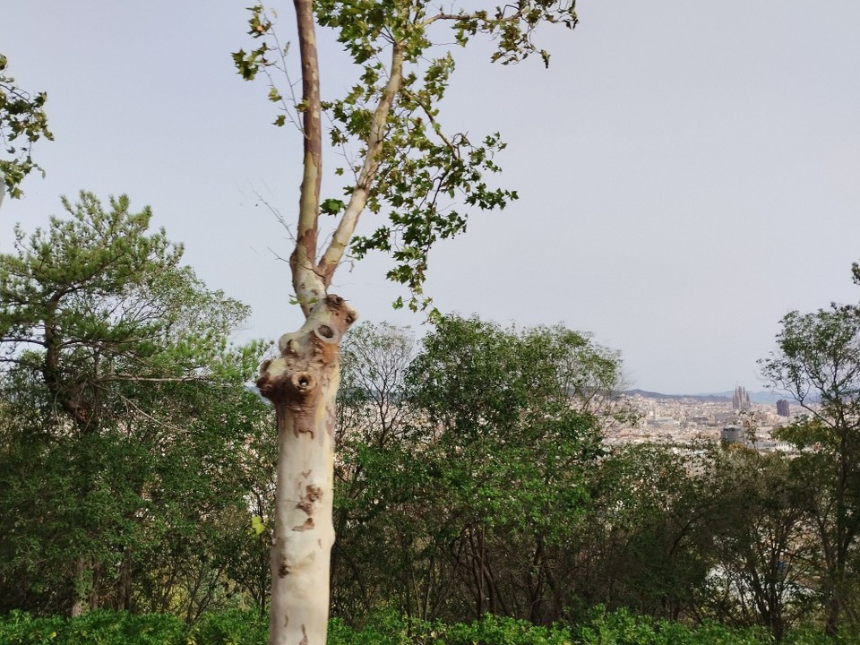 Spanien - Barcelona - ...und mittendrin die Sagrada Famila 🤩 - rechts hinten!