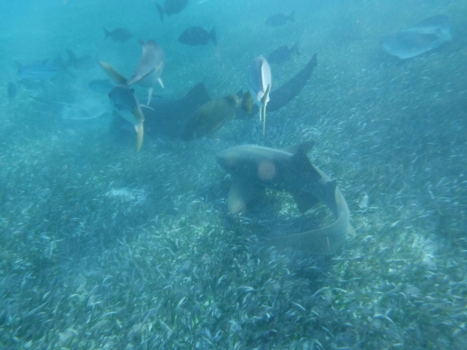 Belize -  - 