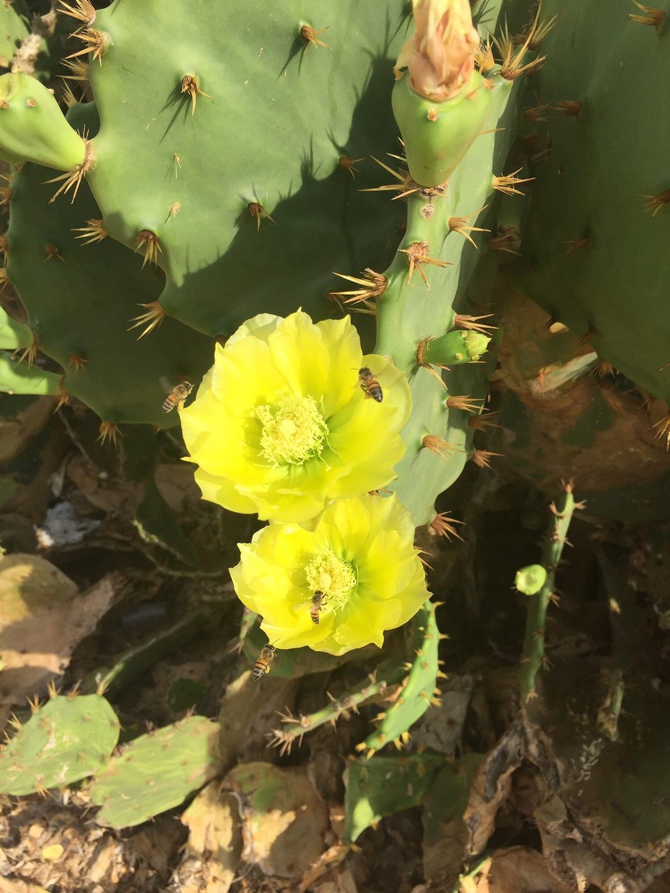 Brasilien - Praia do Flamengo - Cactusblühten