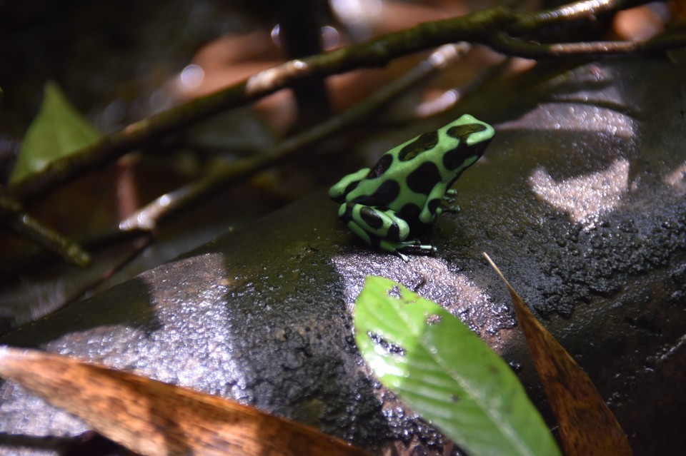 Costa Rica - Talamanca - Was schön ist, ist meistens auch sehr giftig.