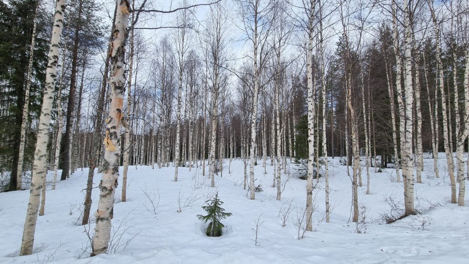 Finnland - Rovaniemi - 