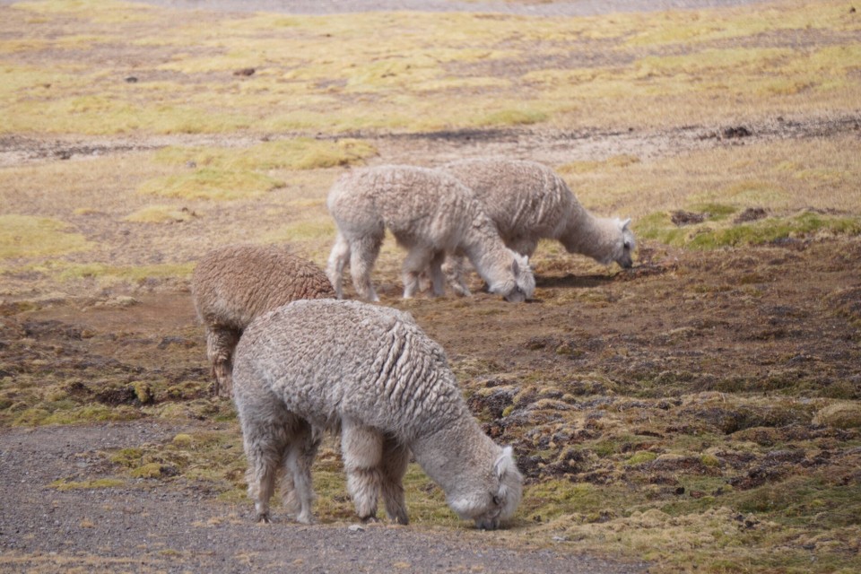 Peru - Cusco - 