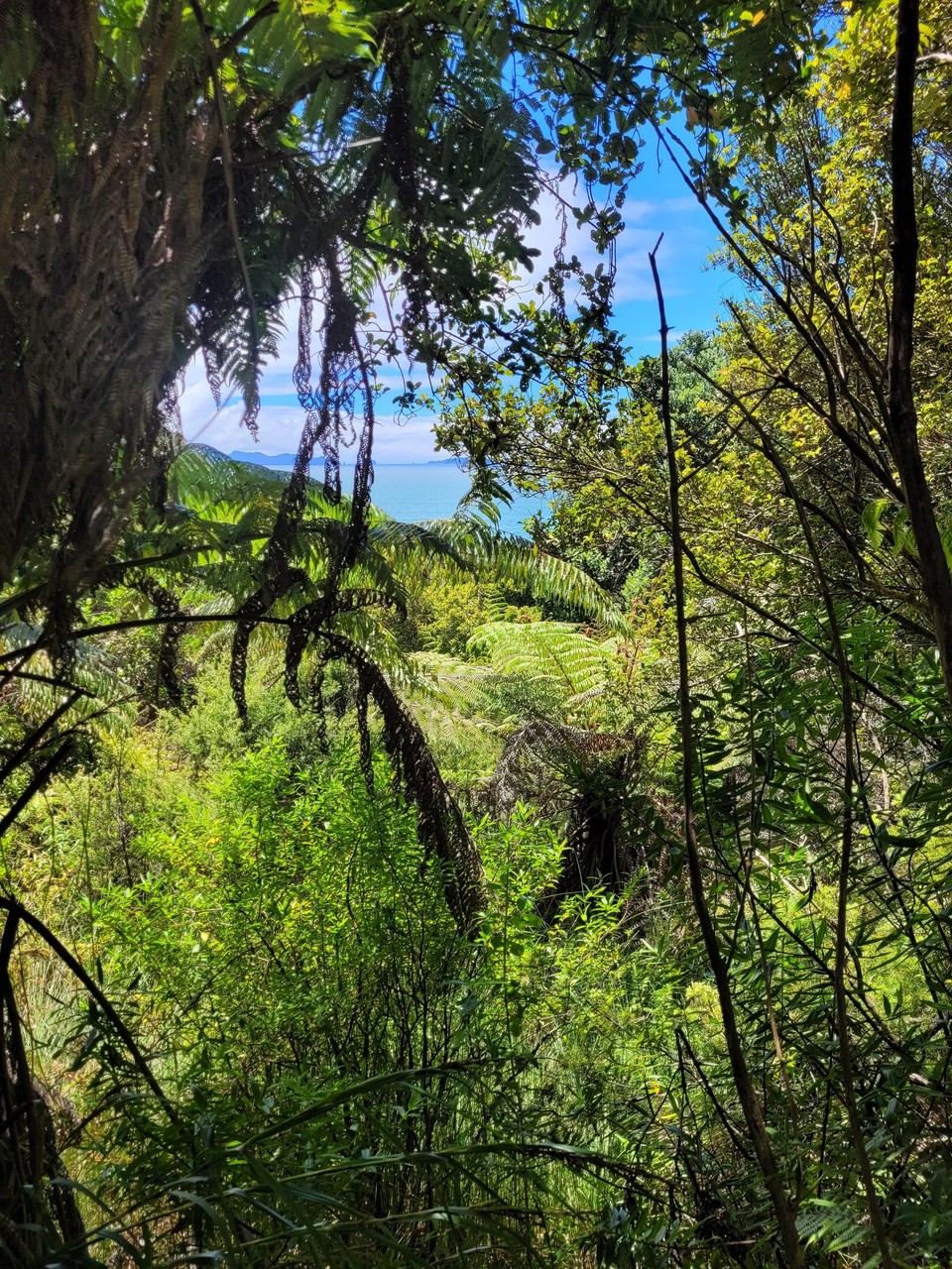 Neuseeland - Cooks Beach - 