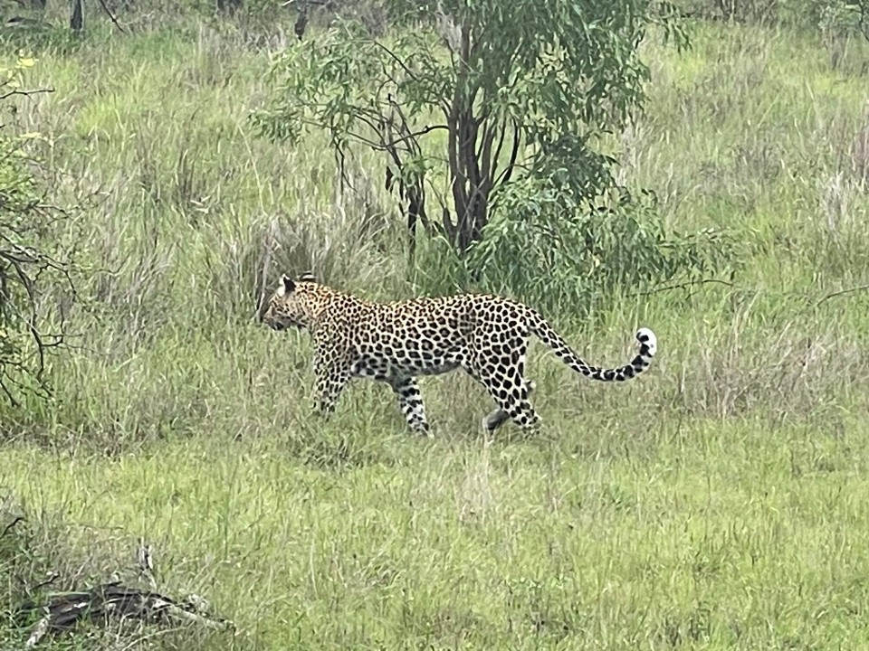 Südafrika - Sabie Park - 