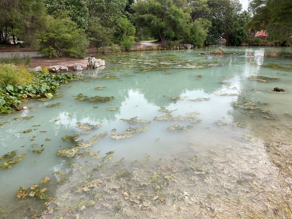 Neuseeland - Rotorua - Überall blubberts und brodelts