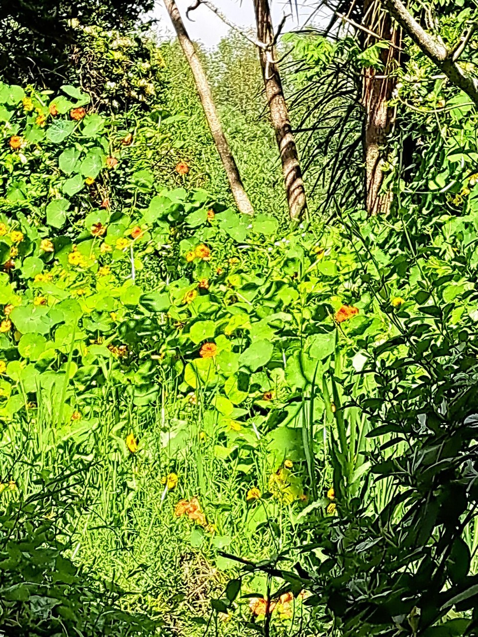 Neuseeland - Rangiriri - 