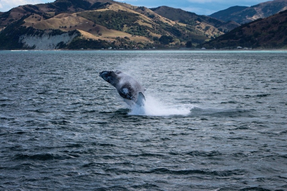 Neuseeland - Kaikoura Peninsula - 