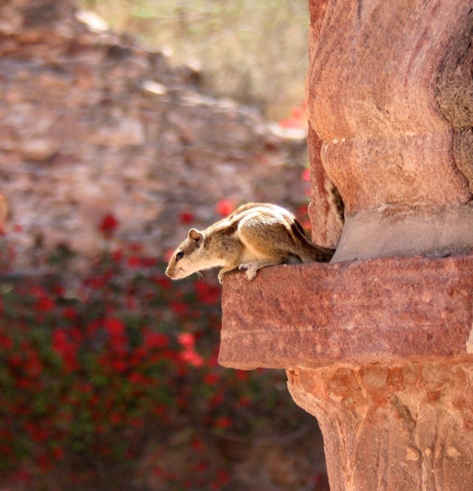 Jodhpur - Jodhpur - squirrels everywhere