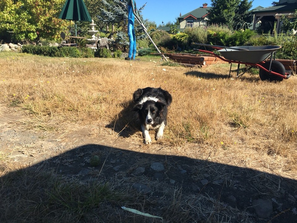 Kanada - Central Saanich - Meine tägliche Gefährtin - Ani. Jeden Tag hat sie um 8.00 auf mich gewartet um mit mir meine Aufgaben zu erledigen 