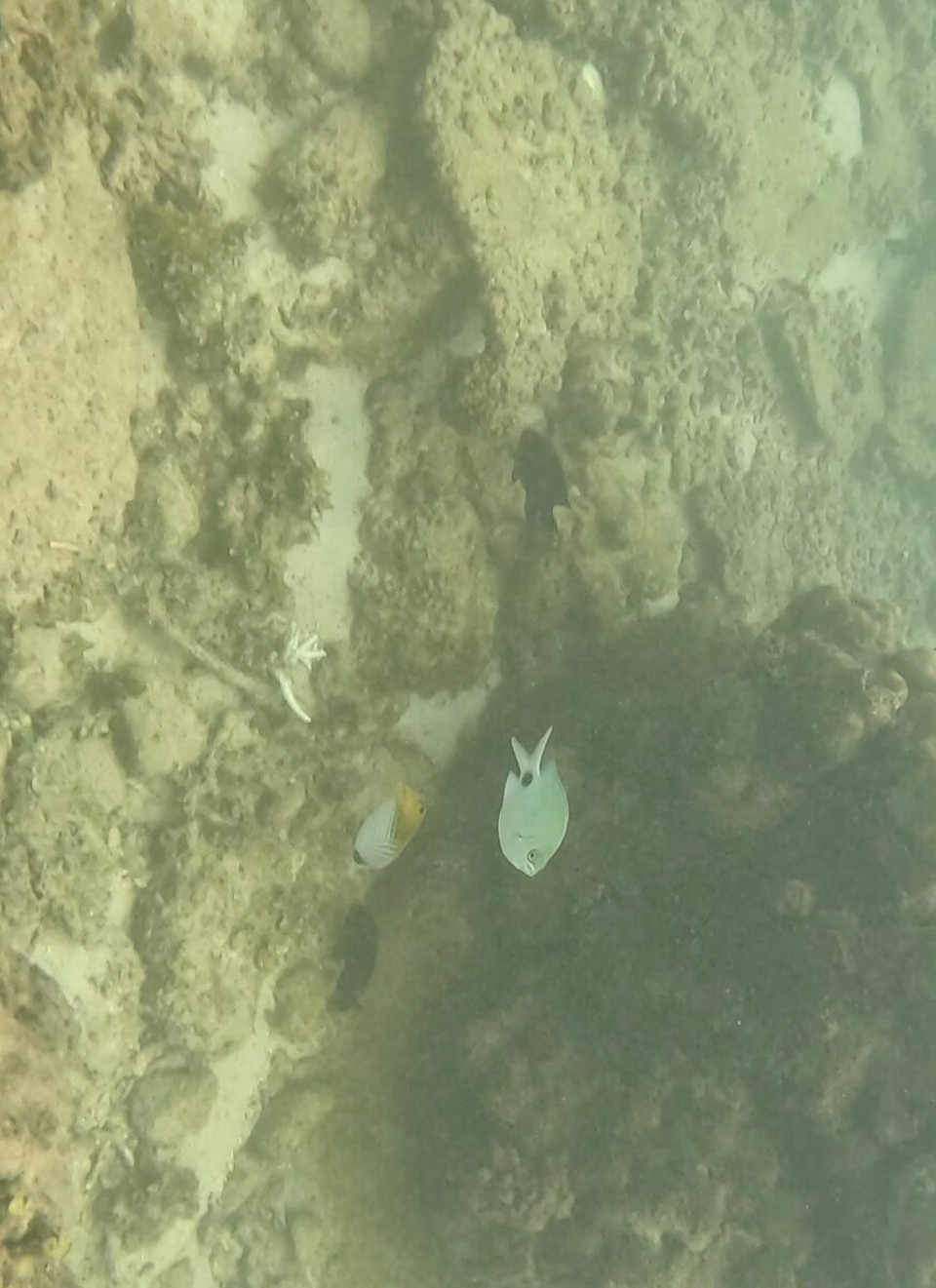 Mauritius -  - Heute Schnorcheln wir mal am Riff vor dem Hotel.