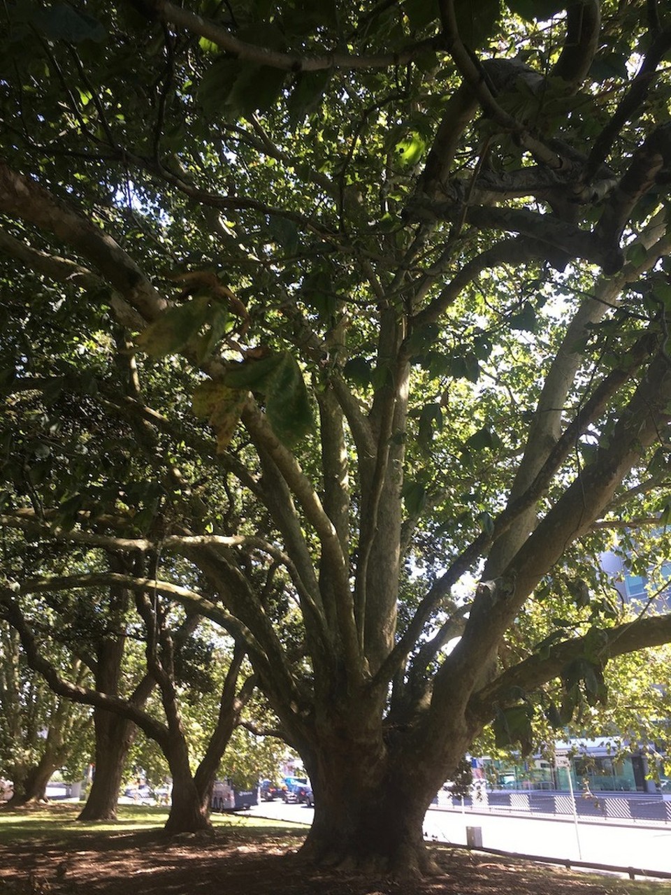 Neuseeland - Auckland - Baum im Park