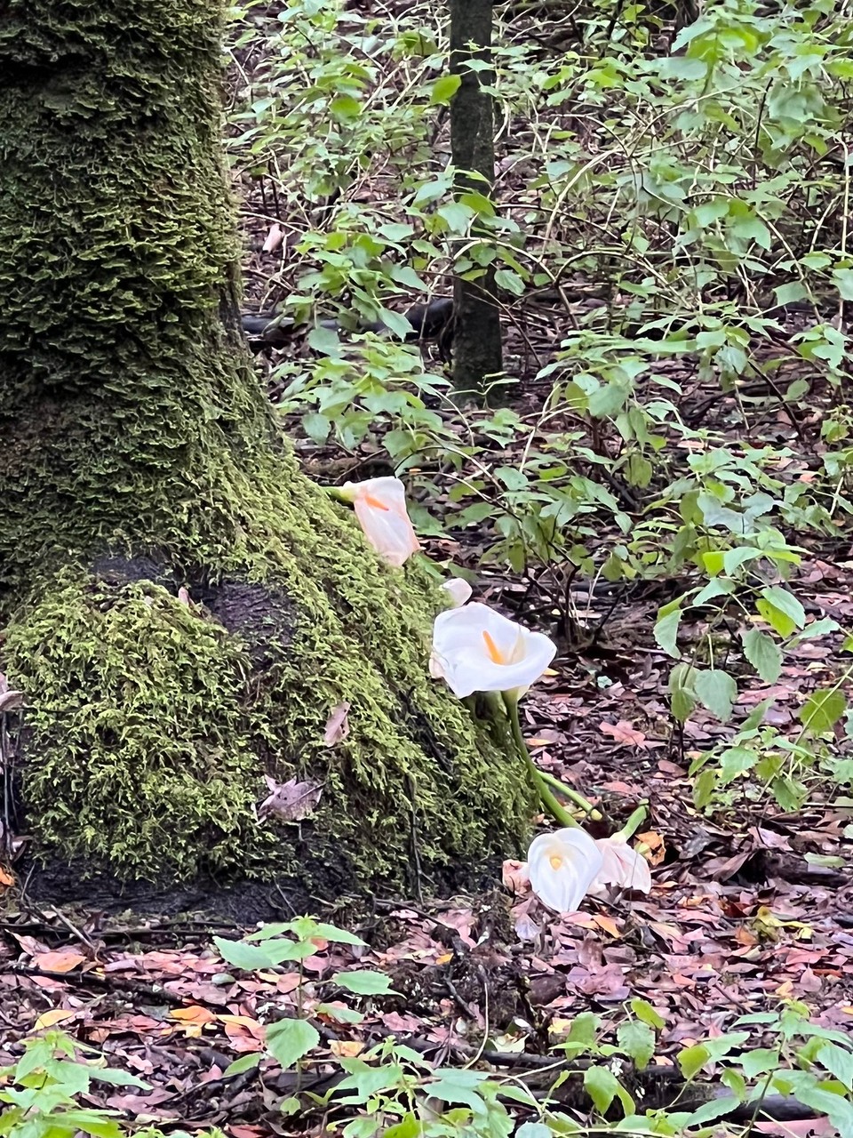 Spanien - Vallehermoso - 