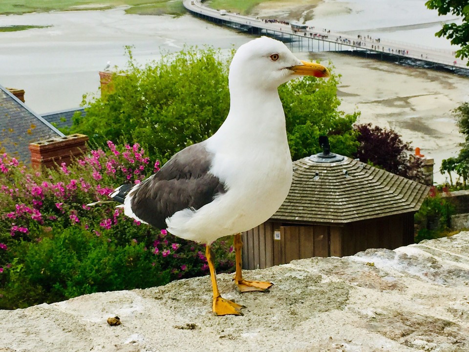 Frankreich - Cherbourg-en-Cotentin - 