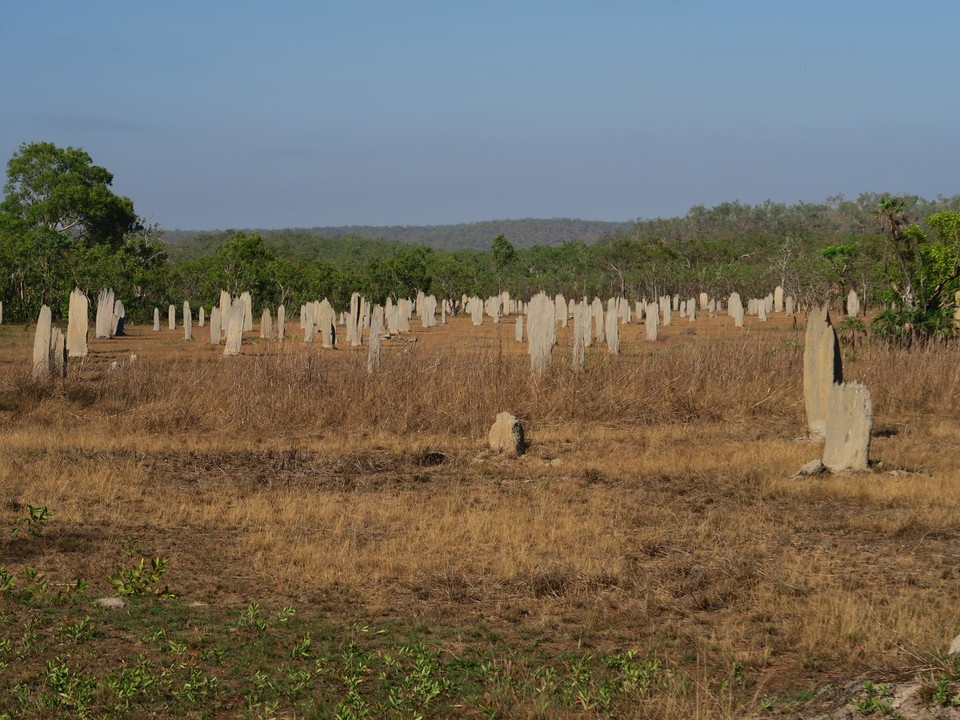 Australia - Litchfield Park - Magnetic termites : toutes tournées selon l'axe nord sud pour avoir toujours un côté a l'ombre