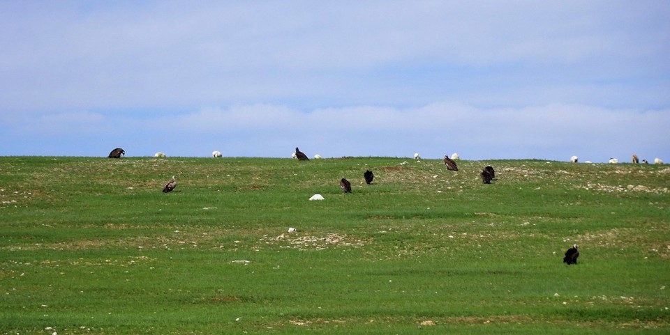 Mongolia - Kharkhorin - Vultures on a hillside