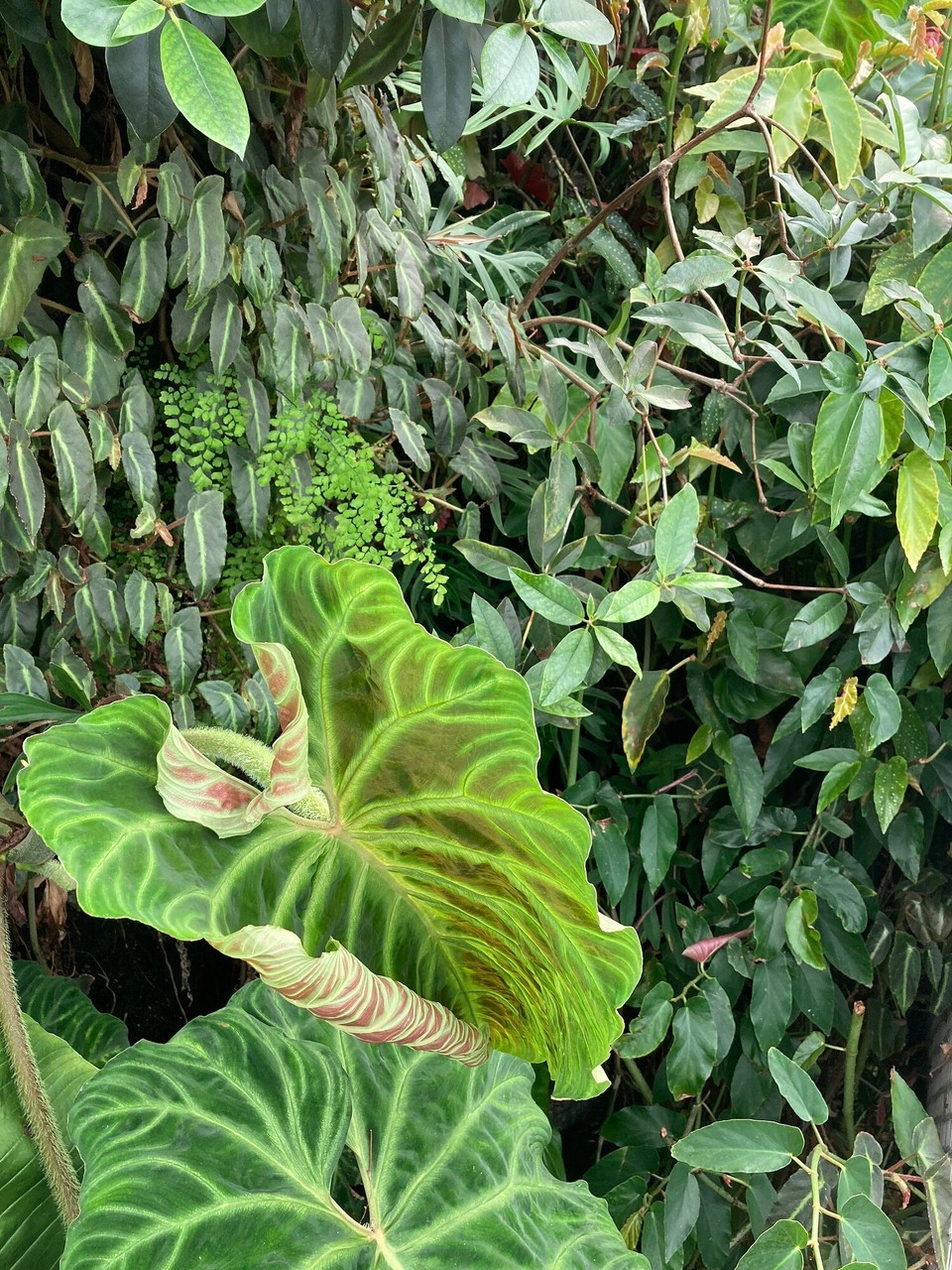 Singapur - Singapur - 