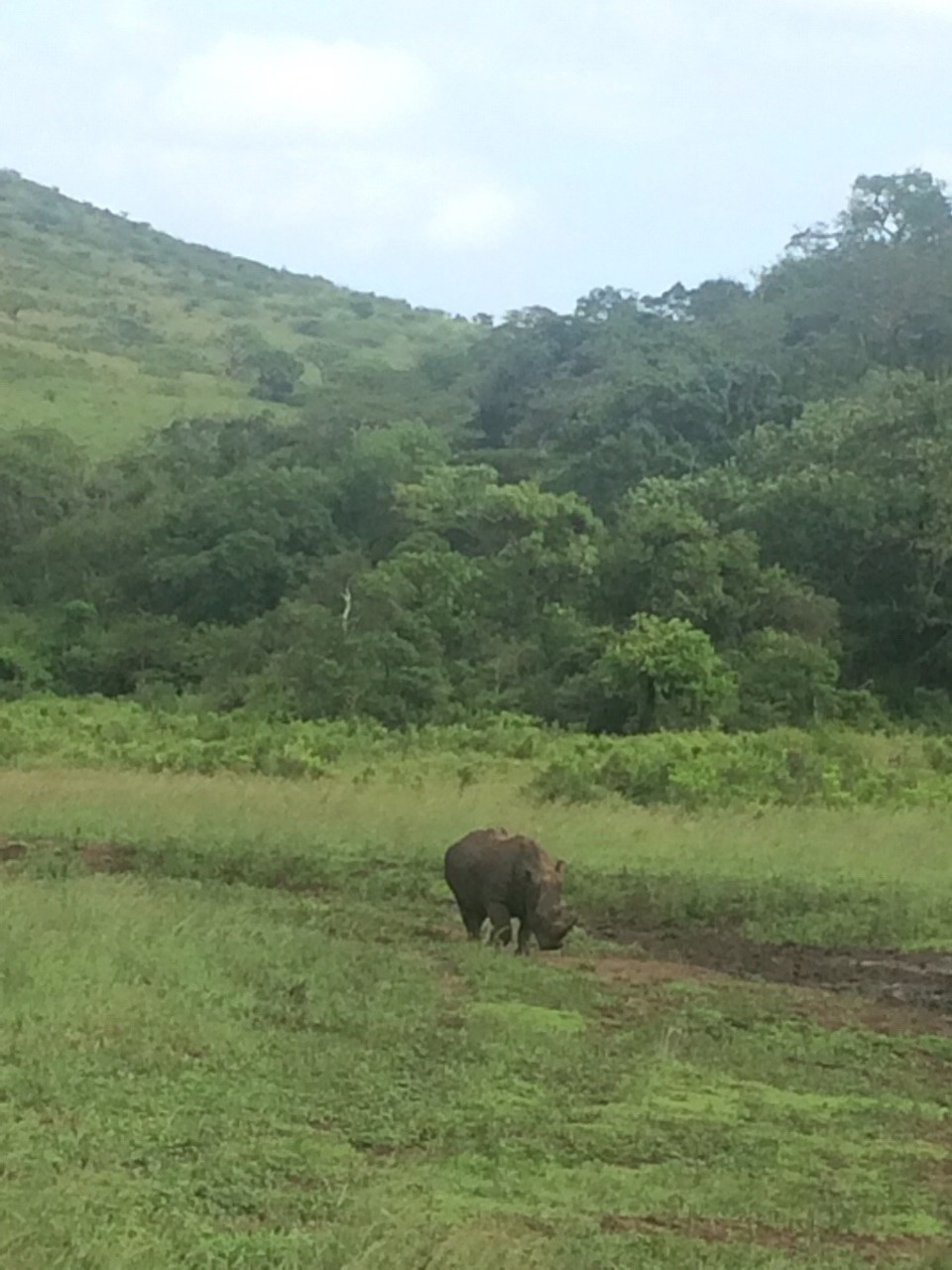 Südafrika -  - Rhino-Park 🦏