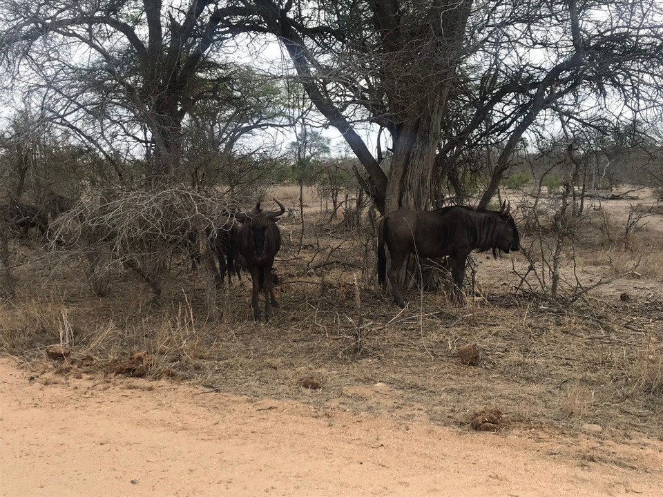 Südafrika -  - 