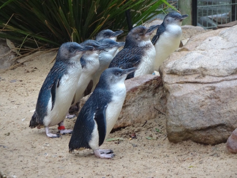  -  - Pinguin