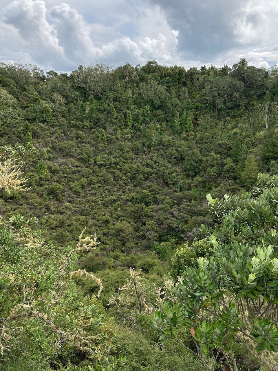 Neuseeland - Waitemata and Gulf Ward - Der ursprüngliche Krater
