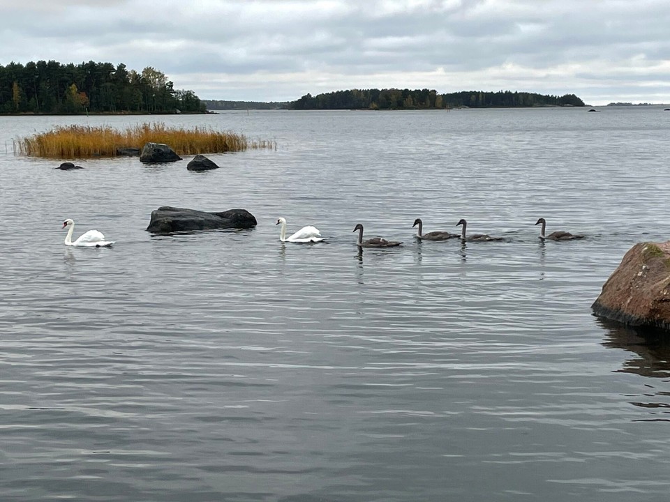 Finnland - Reila - Familie Schwan auf Ausflug 