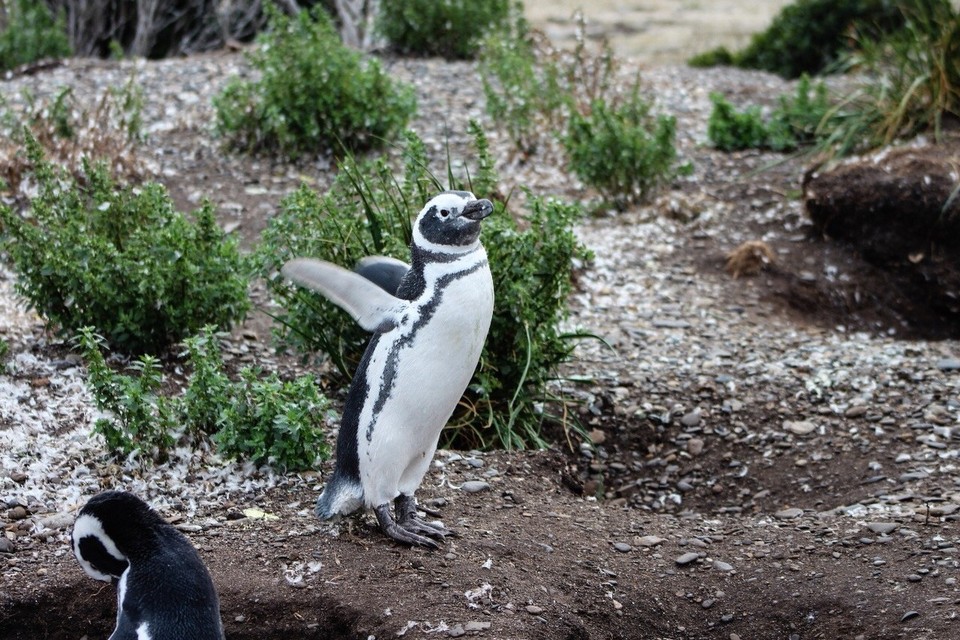 Argentinien - Isla Martillo - 