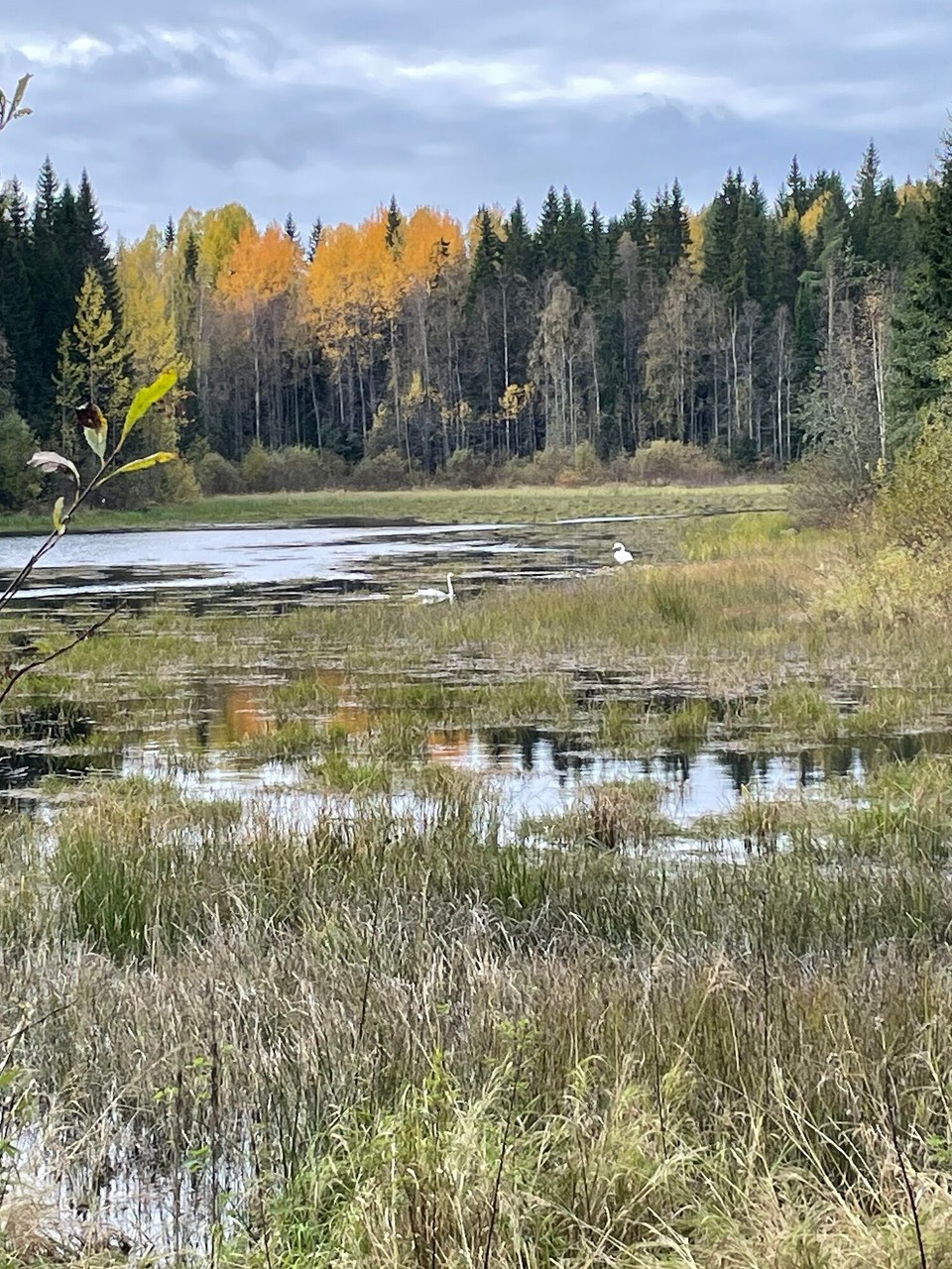 Finnland - Mustajärvi - Ganz klein zu erkennen: Singschwäne, der Nationalvogel Finnlands 