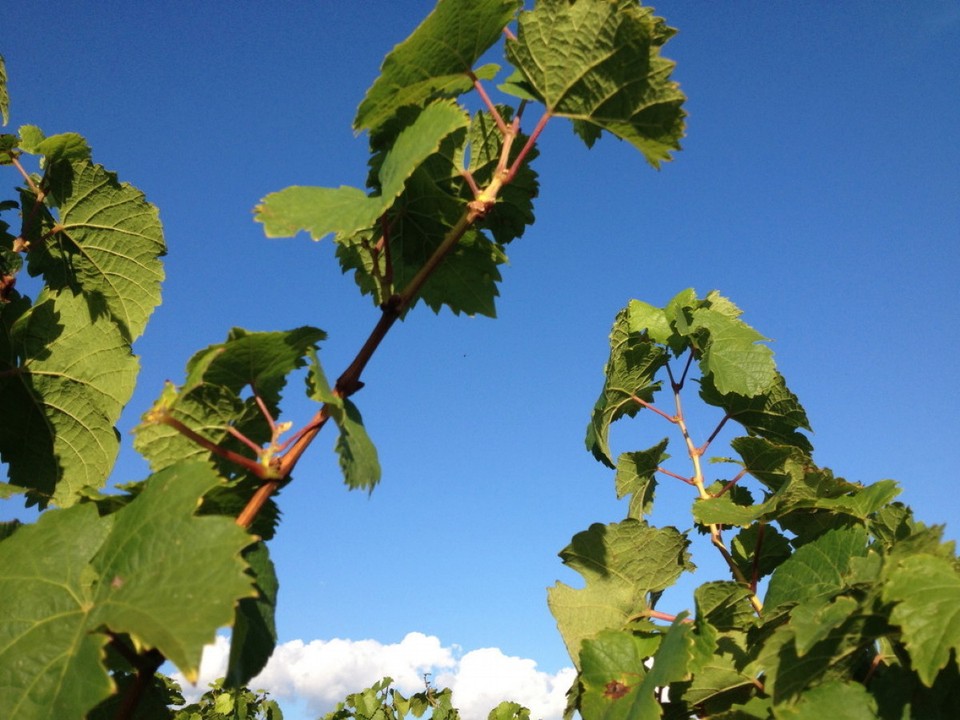 Deutschland - Geisenheim - 