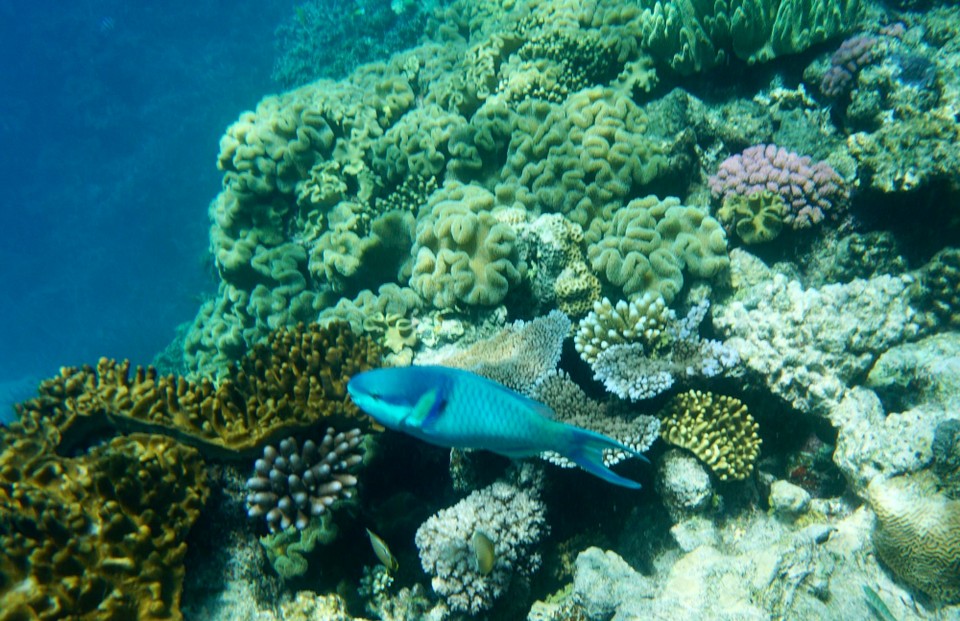 Australien - Green Island - Ja es gibt sie noch, stellenweise schöne Korallen und Fische.