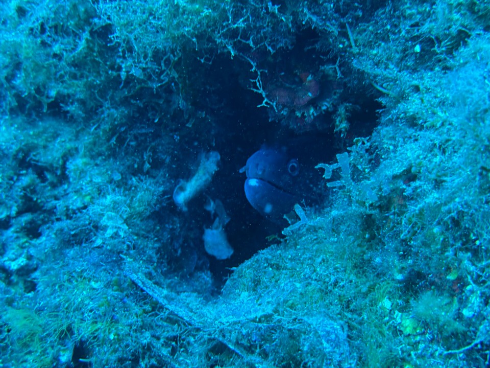 Italien - Capoliveri - Muränchen